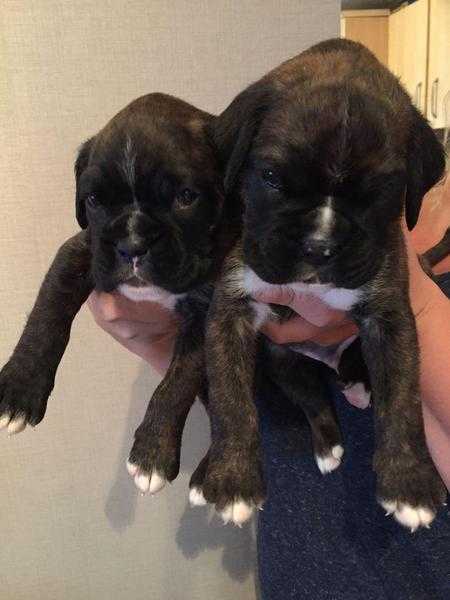 Boxer Puppies Kc Reg