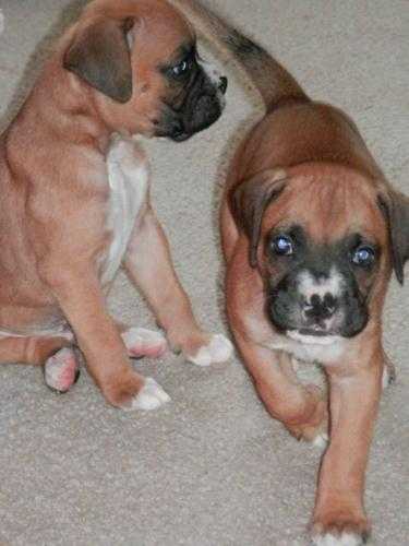 boxer puppies two long tail boys left