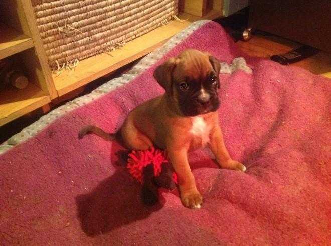 Boxer Puppy039s For Sale Kc Registered