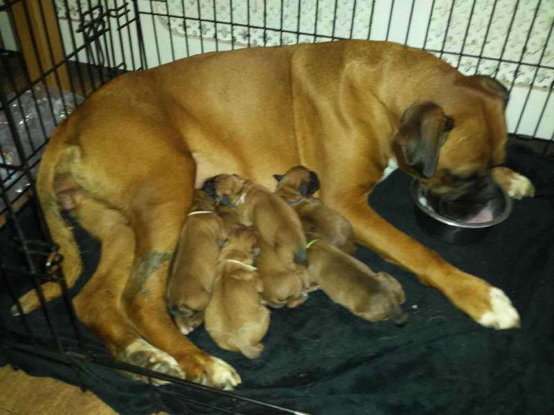 BOXER PUPS FOR SALE