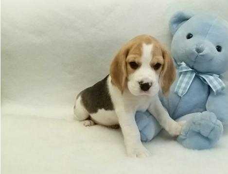 boy Pedigree Beagle Puppies