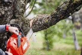 Branched Out Tree Services in newport