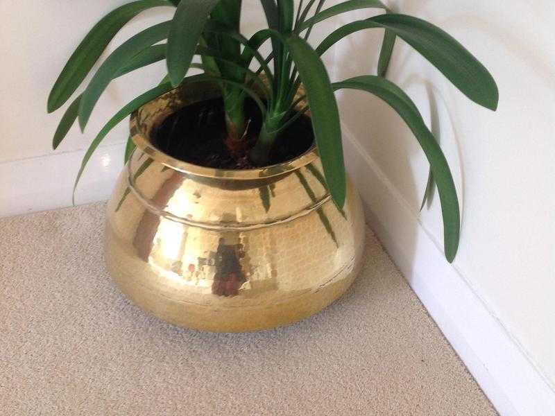 Brass CHATTY for indoor plants (Urn)