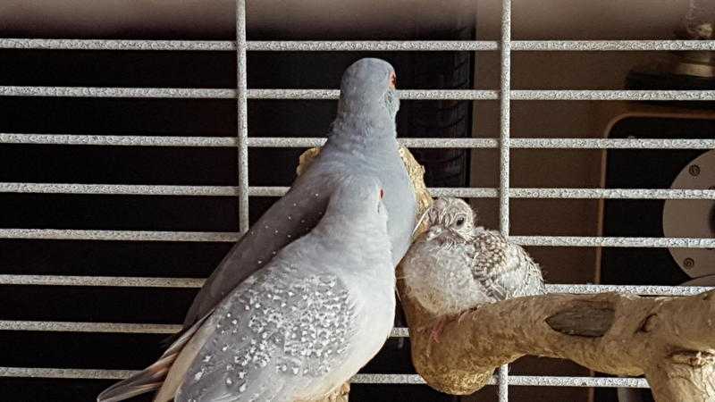 Breeding pair diamond doves plus chick