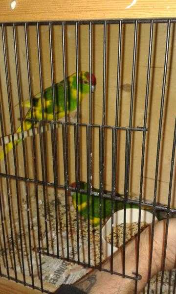 Breeding pair Kakarikis