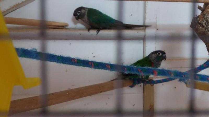 Breeding pair of conures