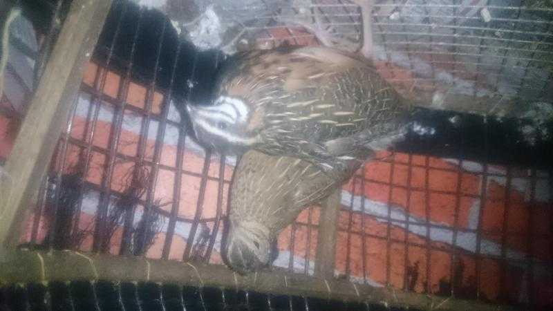 BREEDING PAIR OF RAIN QUAILS