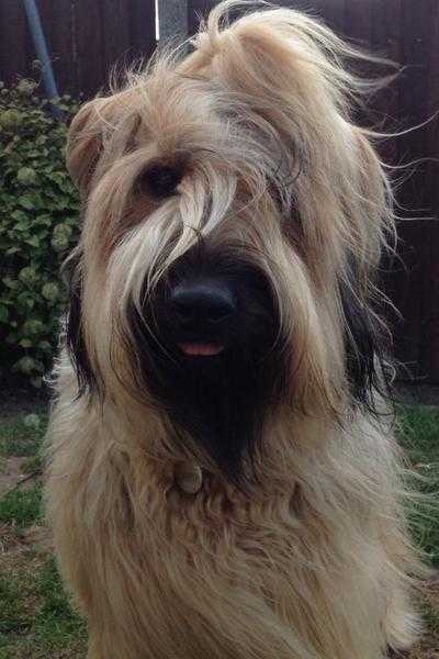 BRIARD PUPPIES