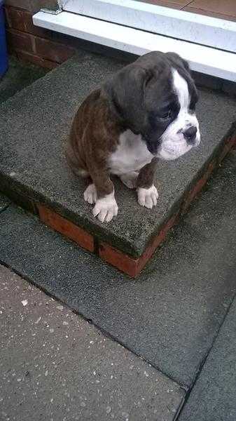 Brindle Boxer Puppies