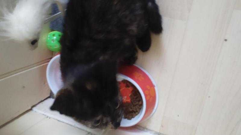 brindle colour kitten female