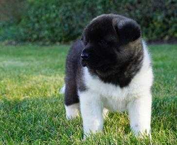 Brindle Japanese Akita Inu Puppies