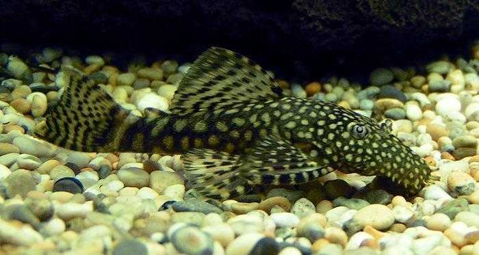 Bristle Nosed Pleco Catfish - Beautiful Tropical Fish. Great At Keeping Glass Free Of Algae.