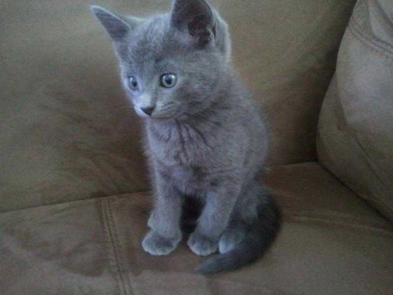 British blue cross girl