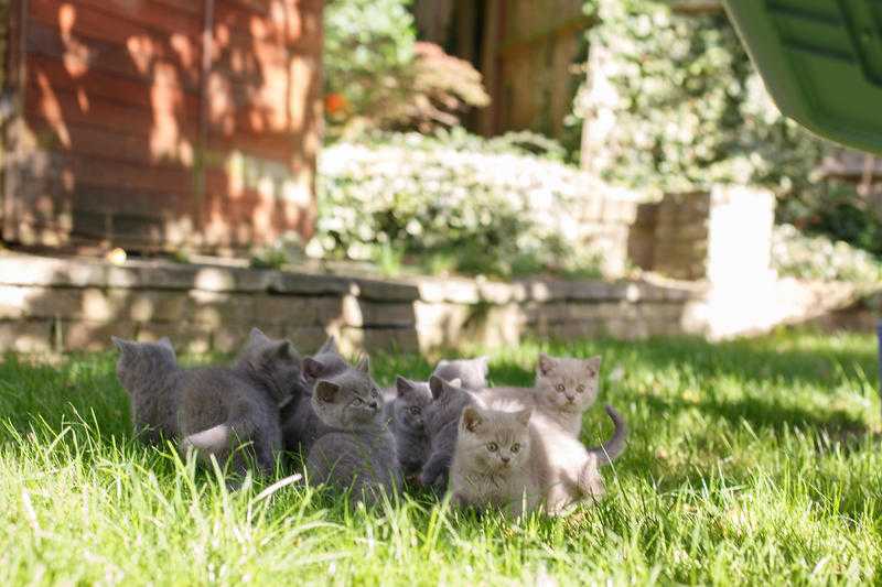 British Blue kittens