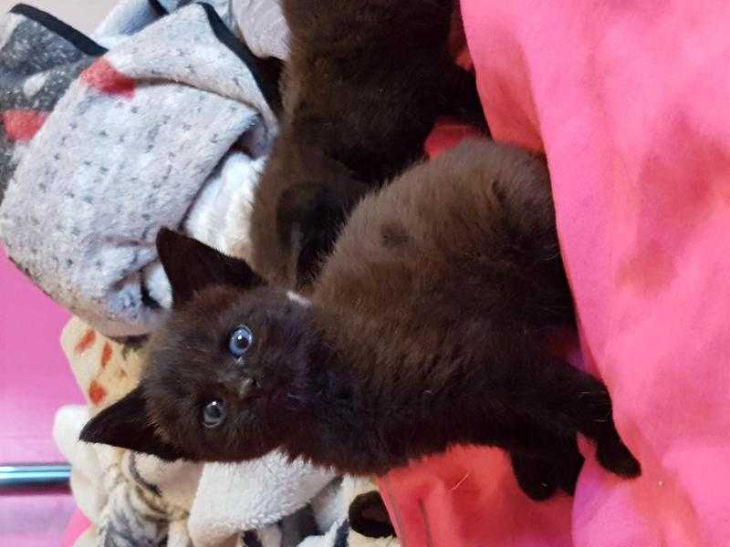 british blue x kittens male ready now only 2 left