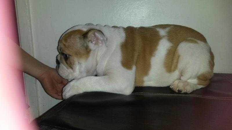 British bulldog puppies