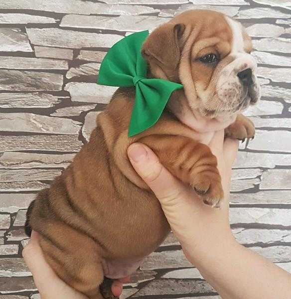 British bulldog puppies 3 left