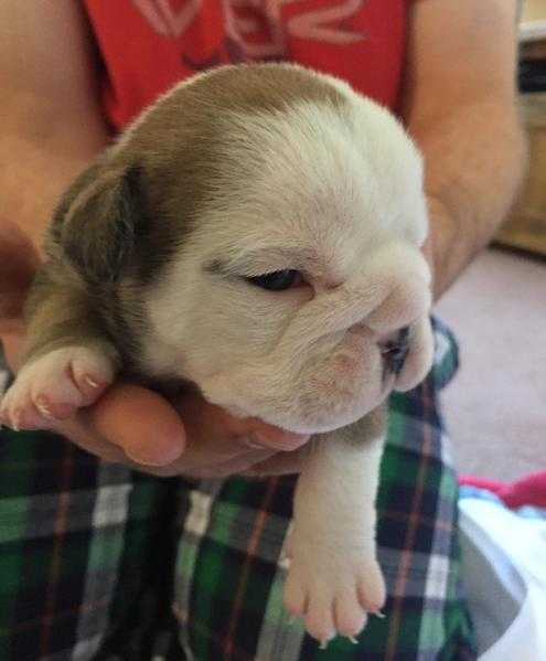 British bulldog puppies