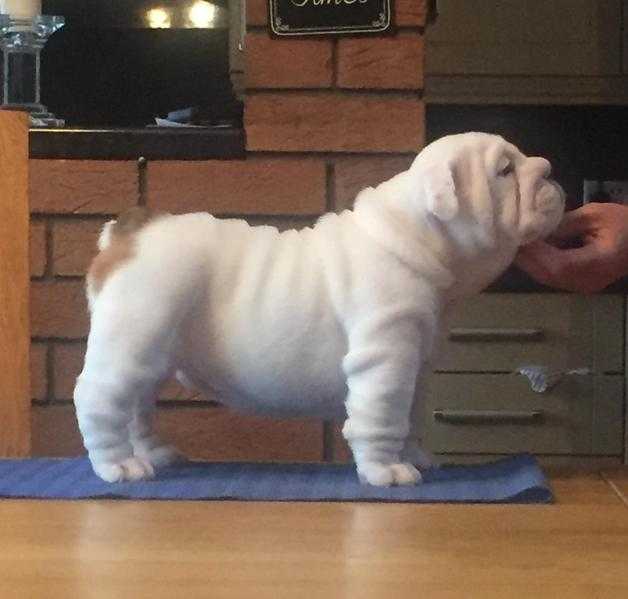 British Bulldog Puppies