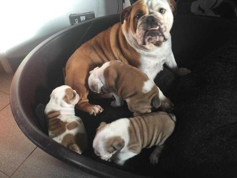 British Bulldog Puppies KC