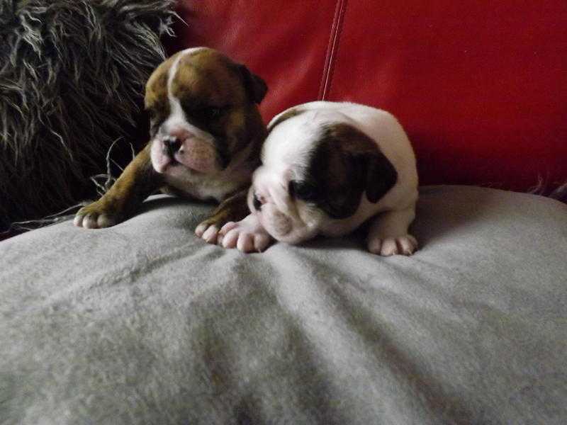 British Bulldog Pups