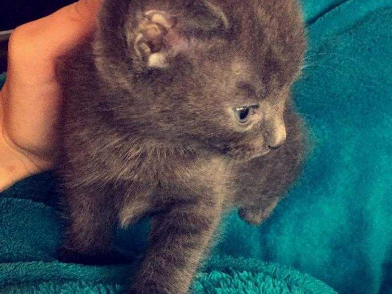 British short hair and russian blue mix ready for a new home