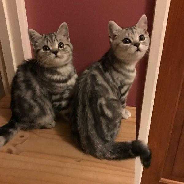 British Short Hair Silver Tabby Kittens