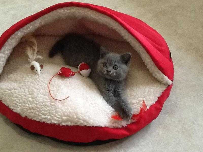 British Shorthair blue Gccf reg kittens