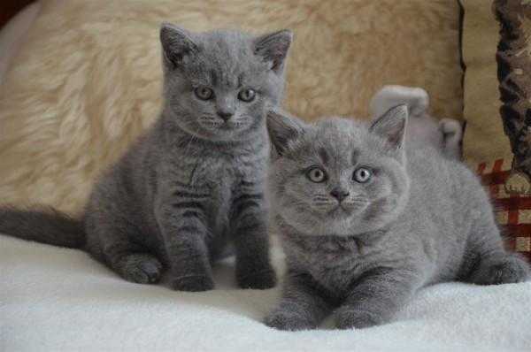 British Shorthair Blue Kittens for sale