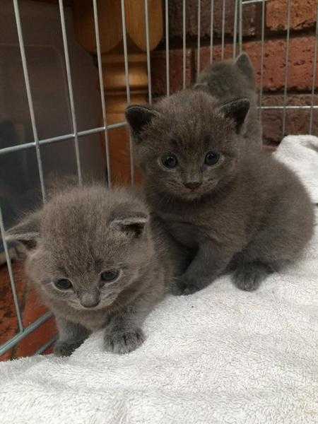 British Shorthair Blue x Russian Blue kittens for Sale