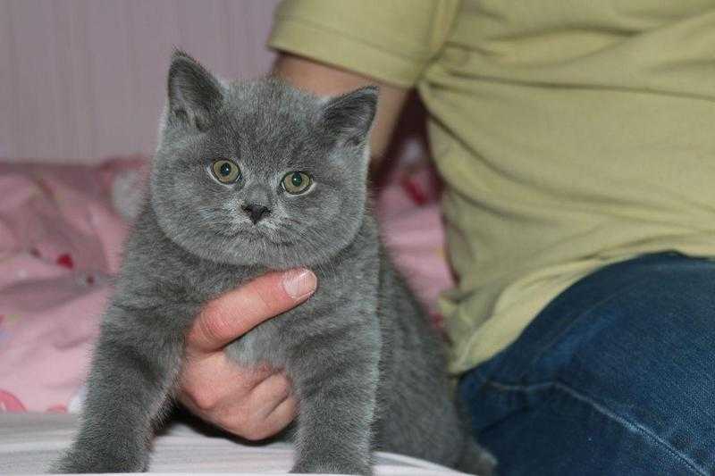 British shorthair blues, spots amp stripped kittens