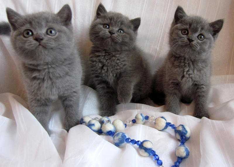 British Shorthair Kettens In Need of a Home