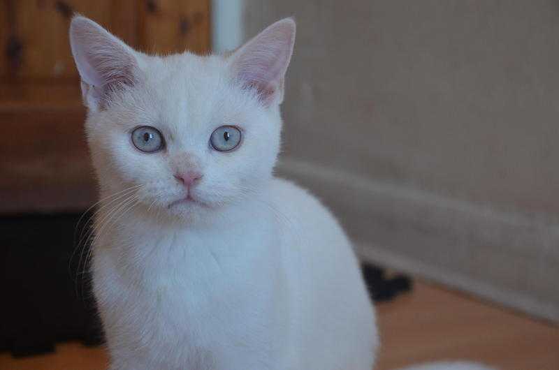 British shorthair kitten