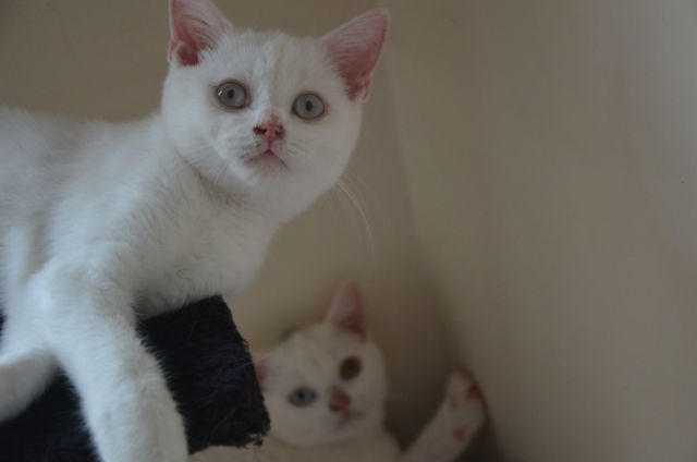 British shorthair kittens