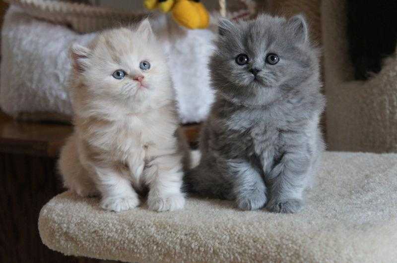 British shorthair kittens Gccf registered blue babies