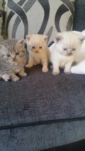 British shorthair kittens ready november