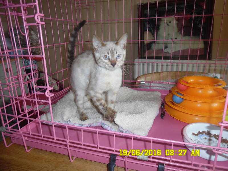 Brown rosetted, and Blue-eyed Snow Rosetted Bengal Kittens