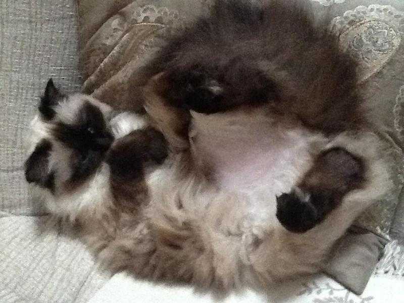 Brown seal  ragdoll adult female cat for sale