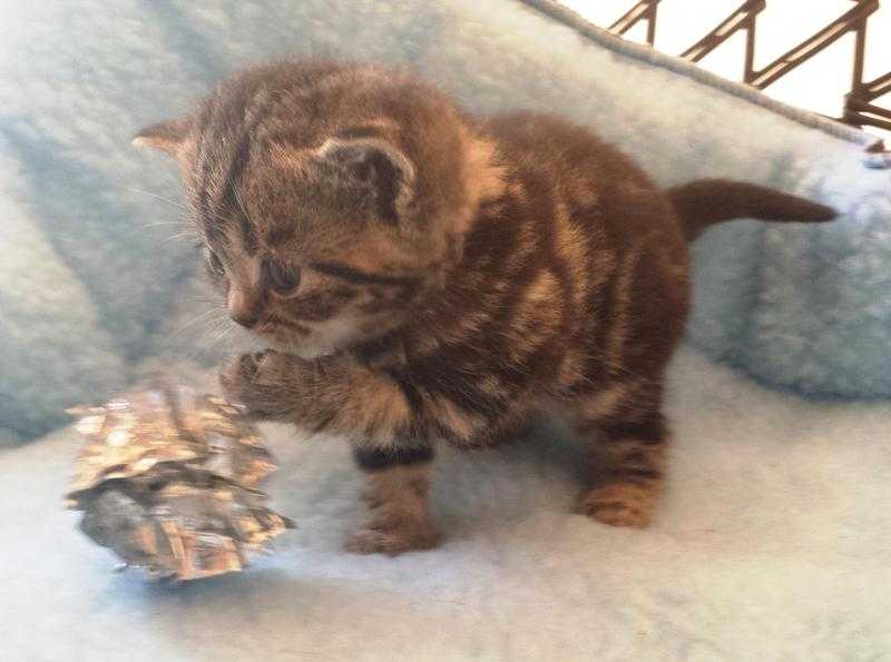 BSH Silver, Blue and Golden Tabby and spotted