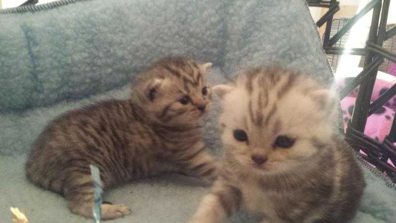 BSH Silver Tabby and Silver Spotted