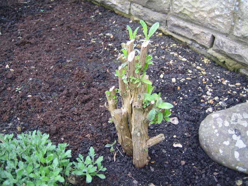 Buddleia (butterfly) Bush