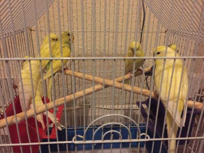 Budgies