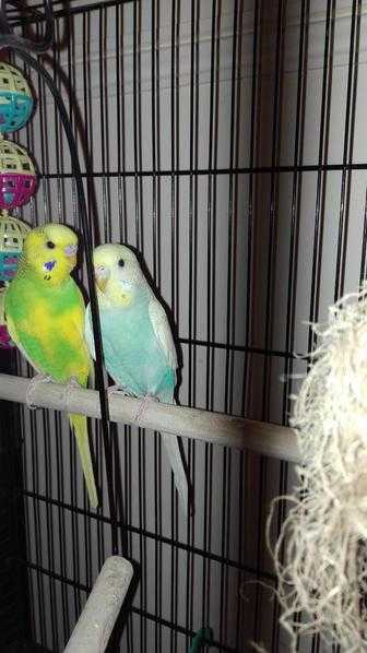 budgies and cage for sale