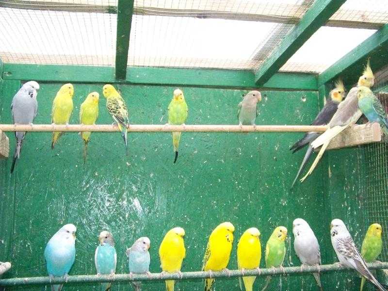 budgies, cockatiels, lovebirds for sale