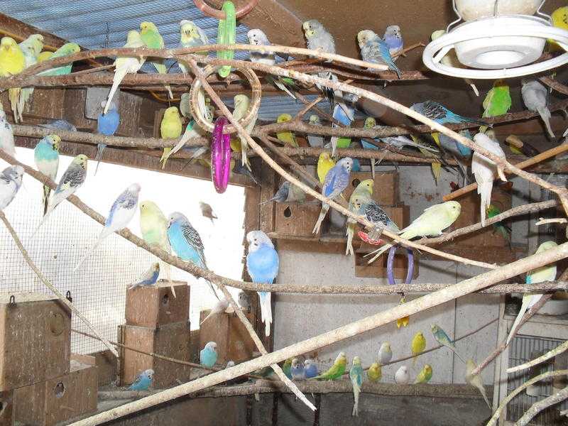 budgies for sale