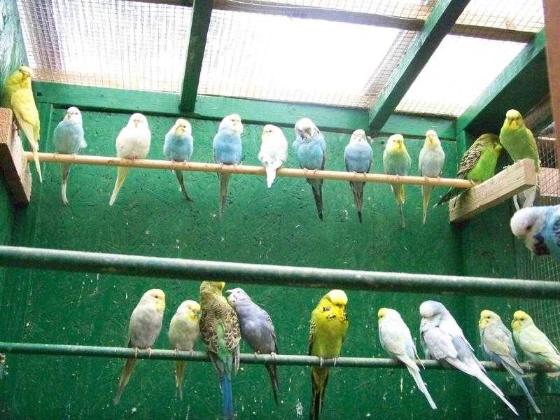 budgies for sale