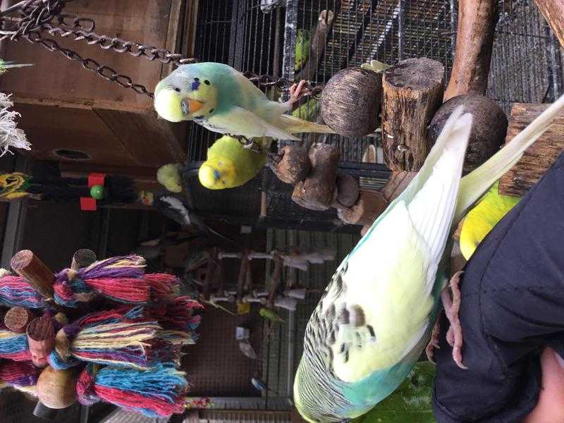 Budgies For Sale Going Quickly.