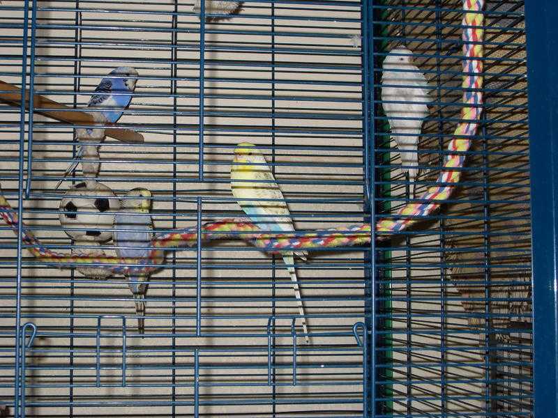 budgies for sale with tall cage