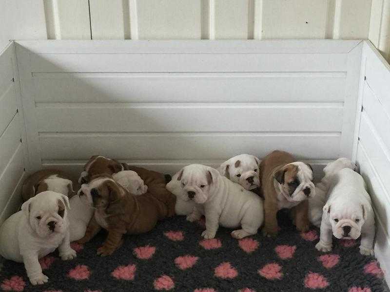 Bulldog Puppies