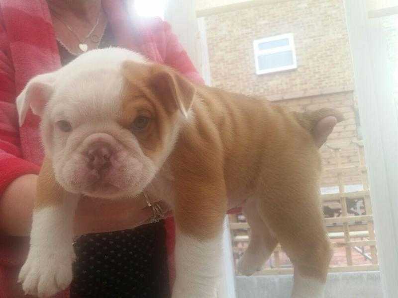 Bulldog Puppies for sale